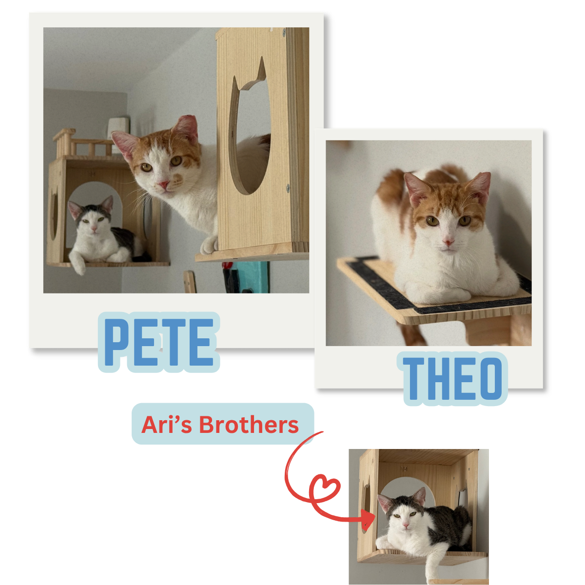 Three cats named Pete, Theo, and Ari's brothers in a home with wooden cat structures. Pete, an orange and white cat, peers out from a wooden cube with an oval hole. Theo, also orange and white, is lounging on a wooden platform. Ari's brother, a black and white cat, is resting inside a smaller wooden box with an arched hole. The image features text labeling each cat and a note indicating Ari's brothers.