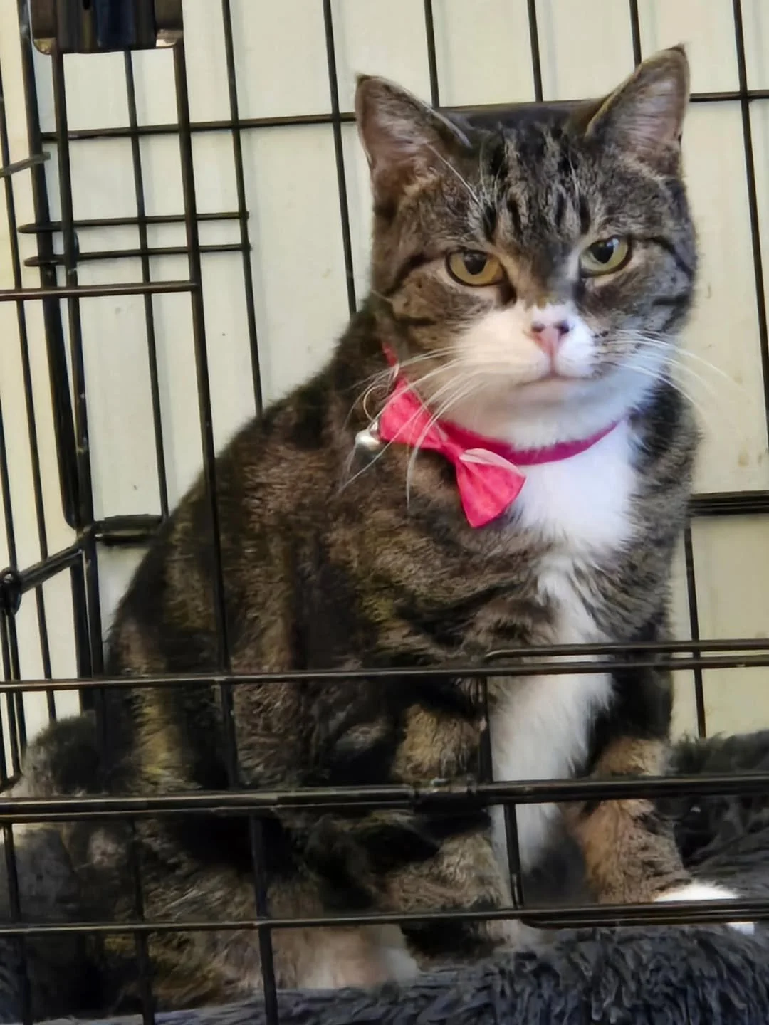 A tabby cat with a white chest and face wearing a pink bow around its neck, inside a black wire cage, with the word "MATILDA!" in large pink and purple letters at the bottom of the image.