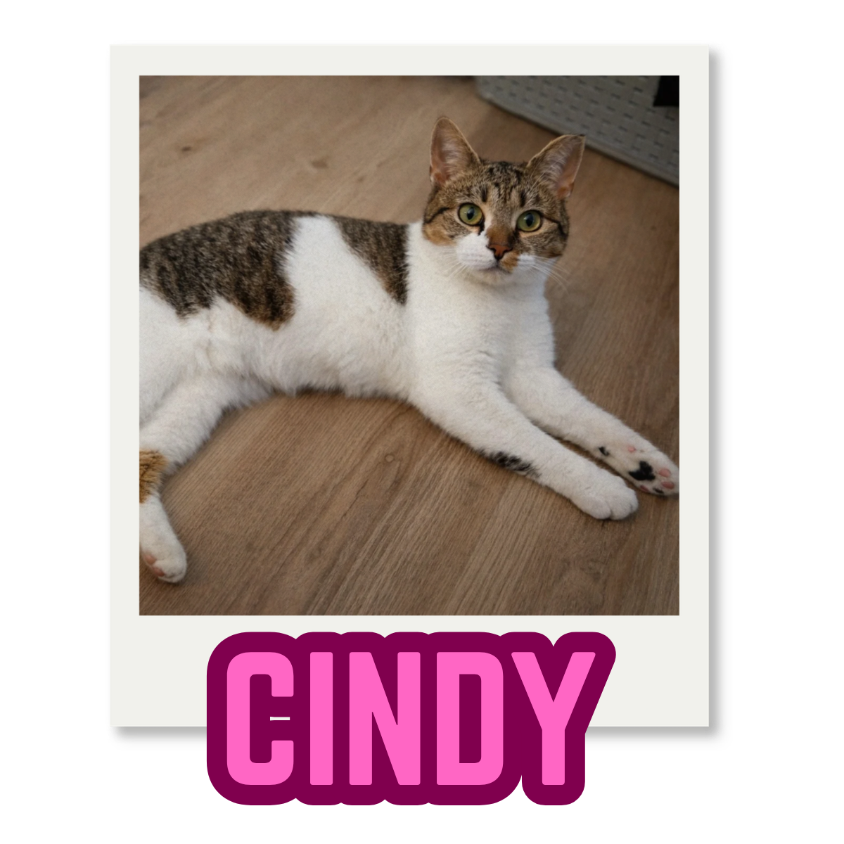 A tabby and white cat lying on a wooden floor with a wicker basket in the background. The cat has green eyes and a white face with a brown nose. The name 'Cindy' is written in bold pink text at the bottom of the image.