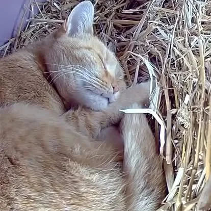 A sleeping orange tabby cat cuddling with a mouse on a bed of straw.