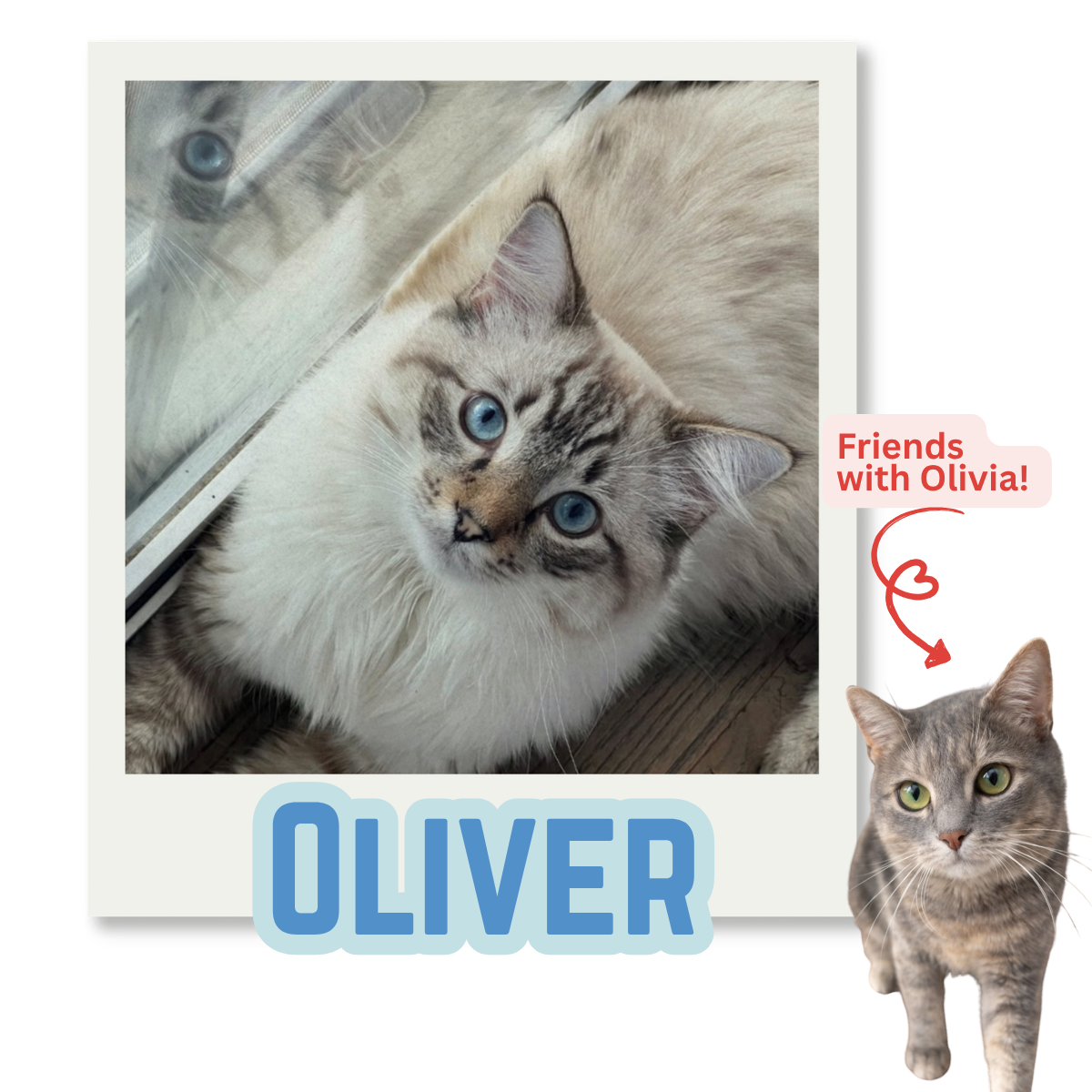 A close-up of a fluffy light-colored cat with striking blue eyes, lying on a wooden floor next to a glass window with a reflection of a face. A small photo of a gray tabby cat with green eyes, labeled "Friends with Olivia!" in a speech bubble with a heart-shaped arrow pointing to the larger cat, underneath the large blue text "OLIVER."