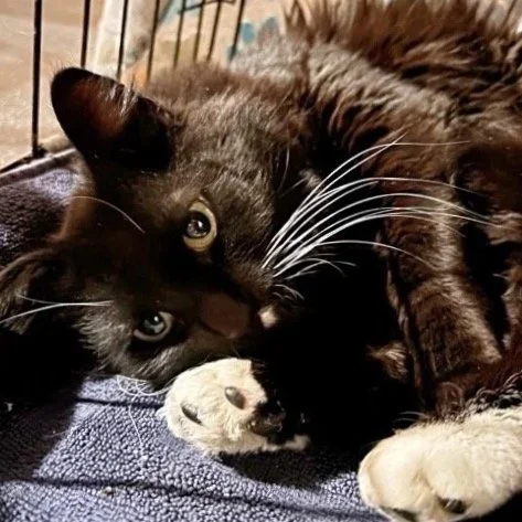 A black cat and a black and white dog lying close together on a blue cloth, inside a cage.