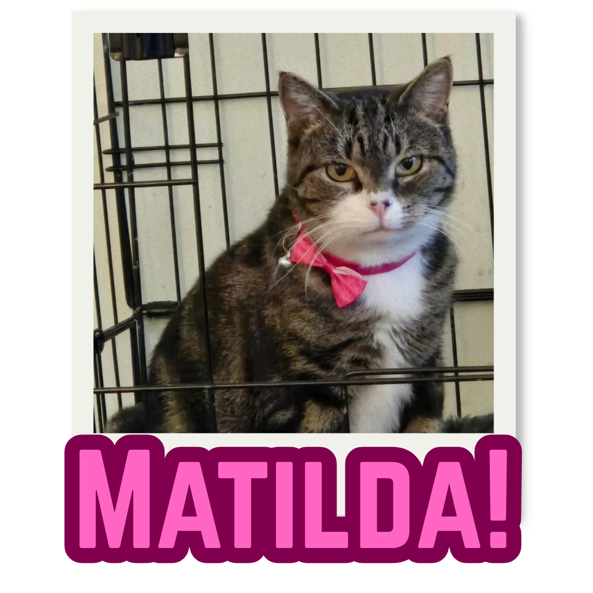 A tabby cat with a white chest and face wearing a pink bow around its neck, inside a black wire cage, with the word "MATILDA!" in large pink and purple letters at the bottom of the image.