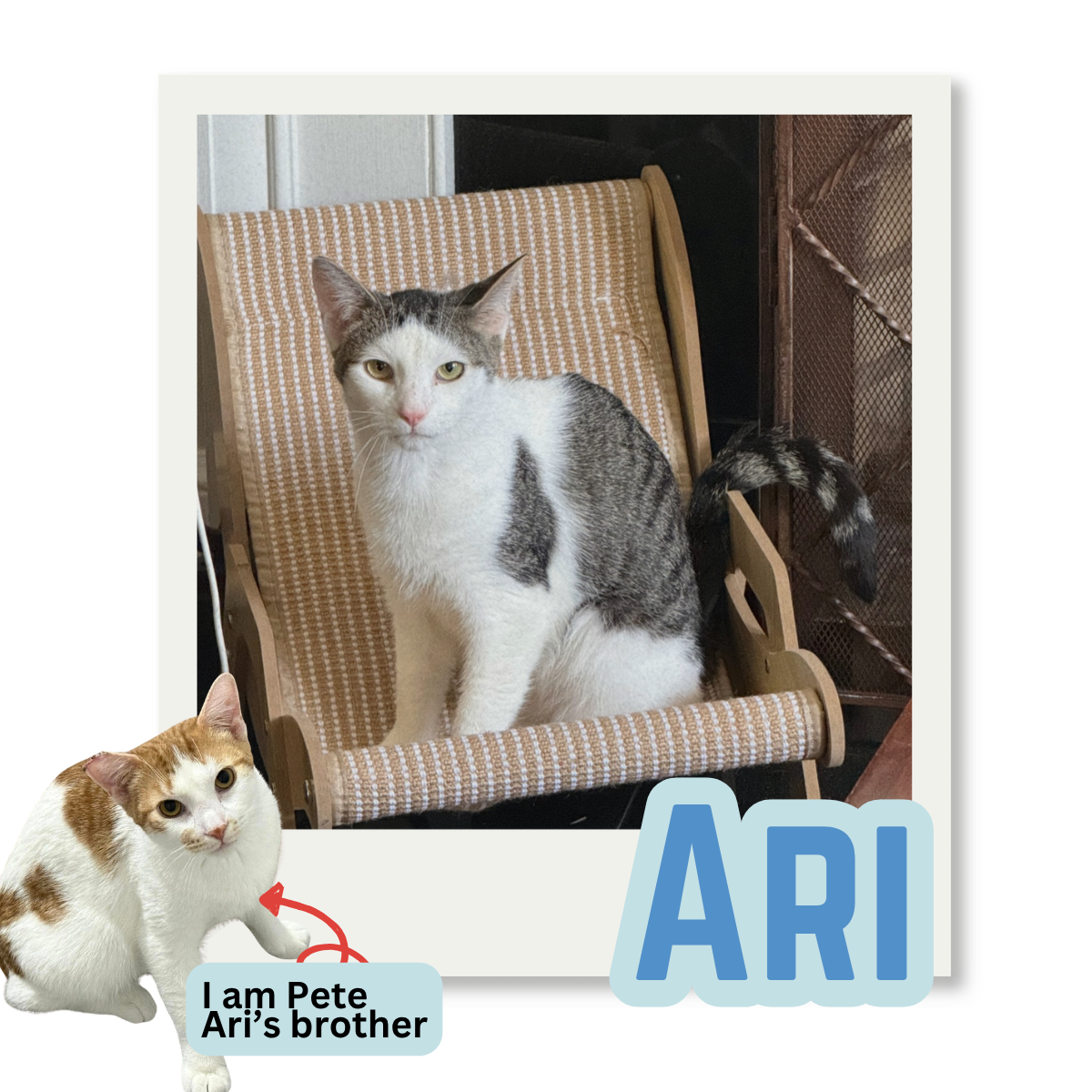 Photo of a gray and white cat sitting on a woven chair, with a background of a cabinet and a dark wall. A cartoon image of an orange and white cat labeled "I am Pete Ari’s brother" is located at the bottom left corner. The word "ARI" appears in large blue letters at the bottom right.