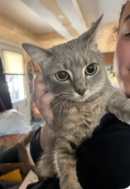 Gray tabby cat being held close by a person in a home setting.