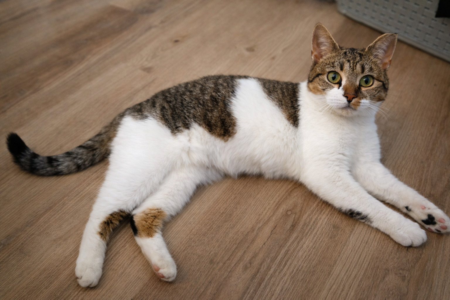 A tabby and white cat lying on a wooden floor looking at the camera.