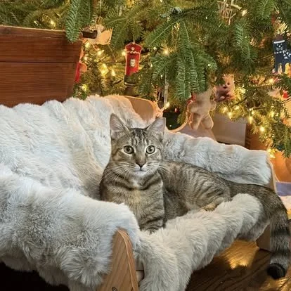 A gray tabby cat lying on a cozy white blanket on a wooden bed, with a decorated Christmas tree and ornaments in the background.