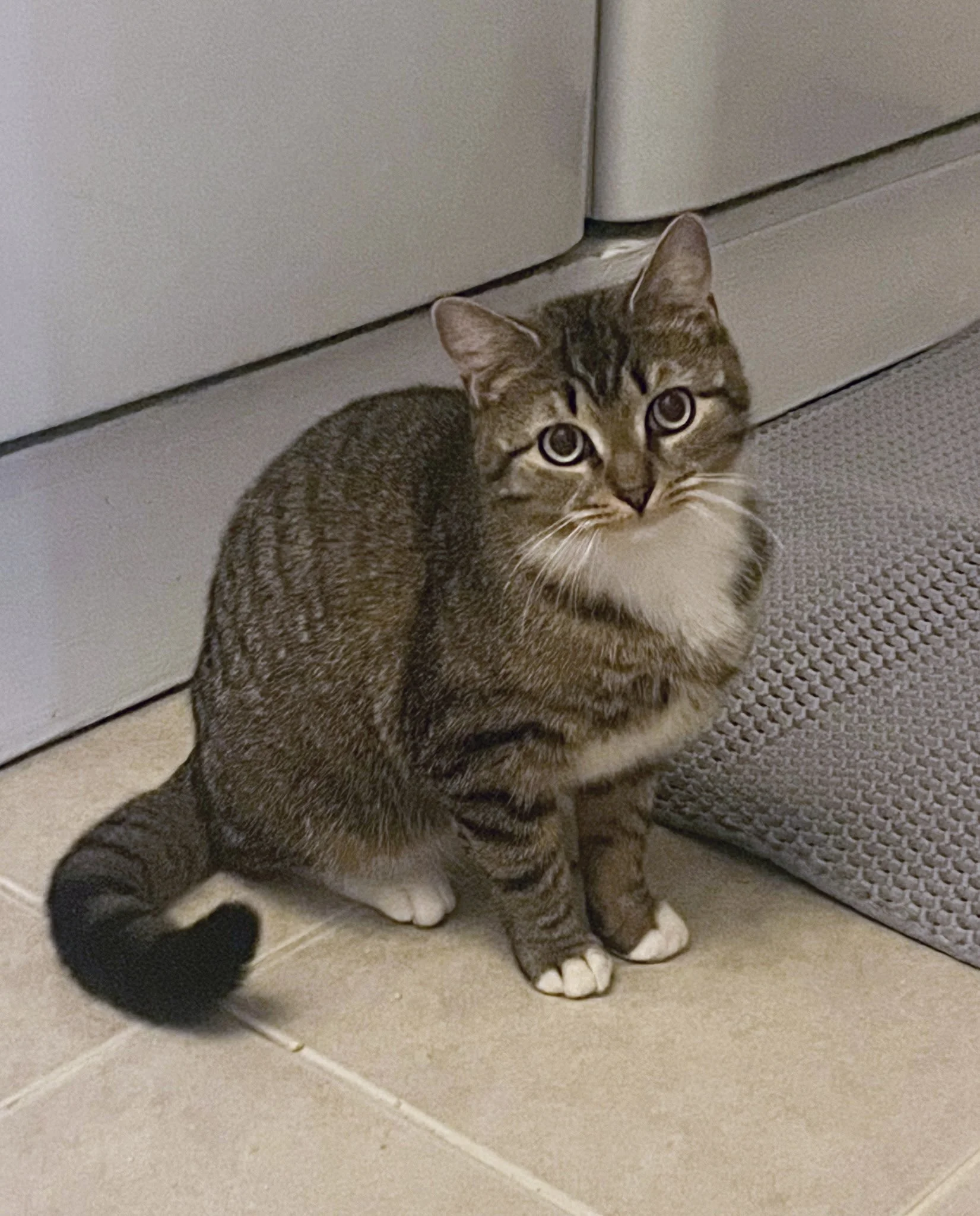 A tabby cat with white paws and chest sitting on a beige tile floor, near a textured gray object, with the name Daisy in bold pink letters at the bottom.