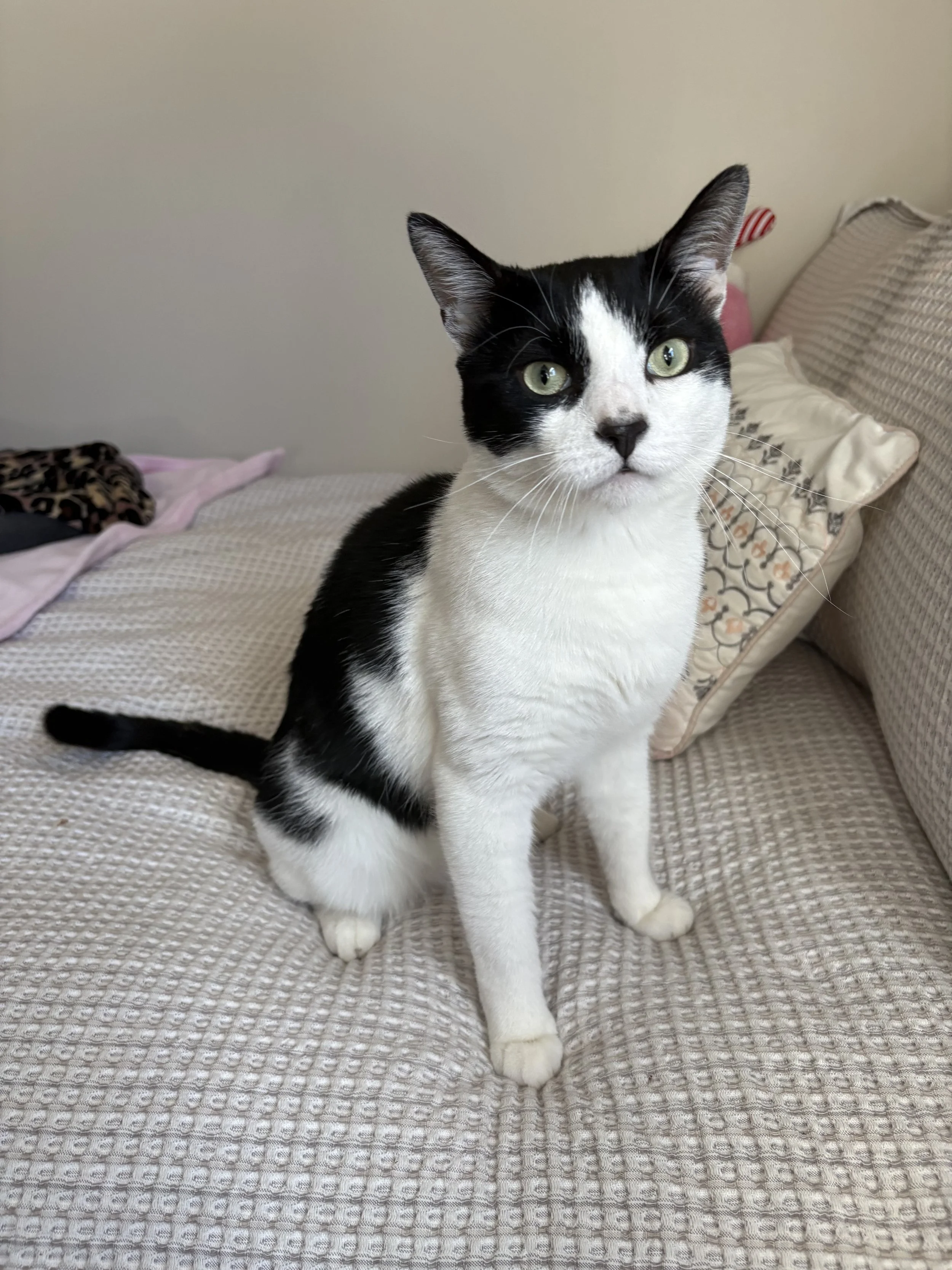 Black and white domestic cat sitting on a textured beige bedspread with pillows in the background.