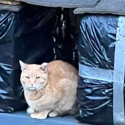 An orange cat sitting between black trash bags.