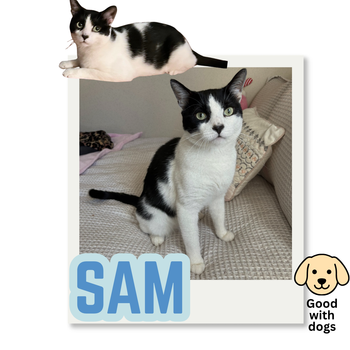 A black and white cat sitting on a beige couch with a pillow, with a second black and white cat resting on top of a white frame in the upper left corner. The frame has the text "SAM" in blue and a small icon of a dog with the words "Good with dogs" in the lower right corner.