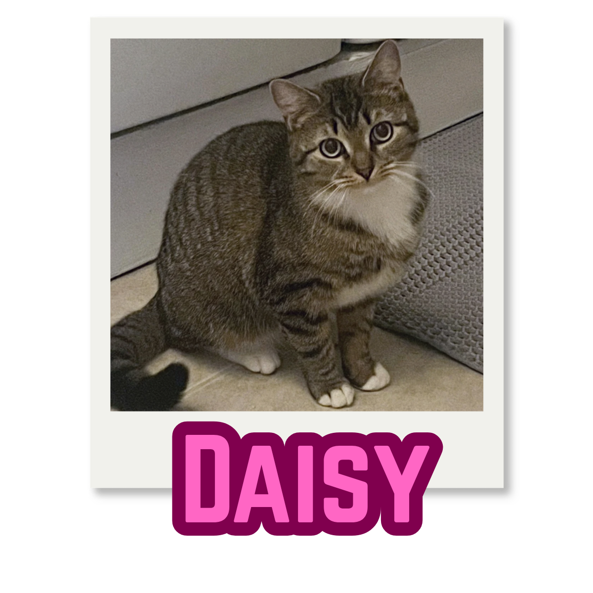 A tabby cat with white paws and chest sitting on a beige tile floor, near a textured gray object, with the name Daisy in bold pink letters at the bottom.