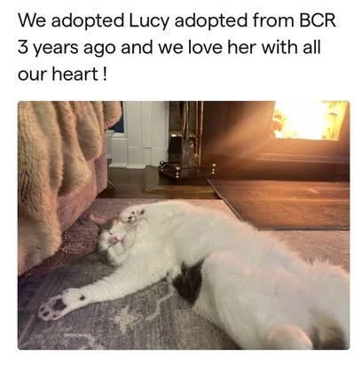 A white cat with black markings lying on its back on a rug, near a fireplace, with a caption about adopting Lucy from BCR three years ago.