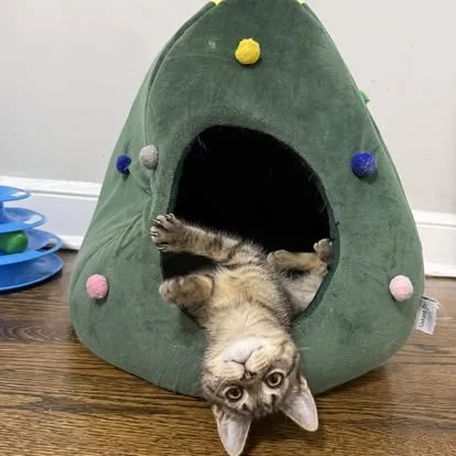 A kitten lying upside down with its head and paws outside a small green fabric cozy with pom-pom decorations, placed on a wooden floor.
