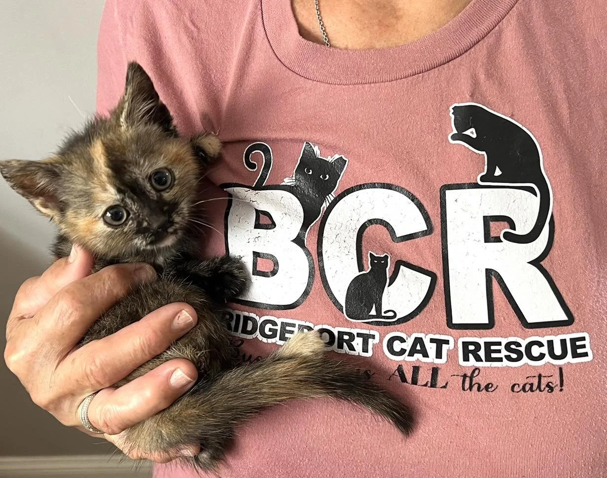 Person holding a small tortoiseshell kitten in front of a pink t-shirt with the words 'BRIDGEPORT CAT RESCUE' and cat silhouettes printed on it.