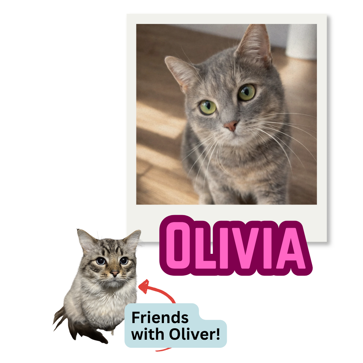 Photo collage of a gray tabby cat named Olivia with green eyes, a smaller real cat illustration with a speech bubble saying "Friends with Oliver!"