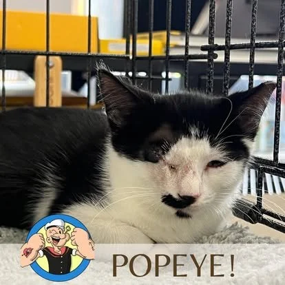 Black and white cat lying inside a cage with black bars, squinting, with a humorous Howard the Farting Sid cartoon character and the word 'POPEYE!' on the image.