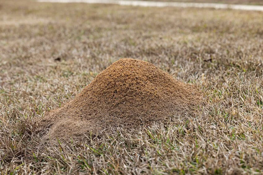 Mound of fire ants to be treated by a local pest control company