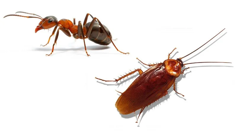 Close-up of an ant and a cockroach on a white background.