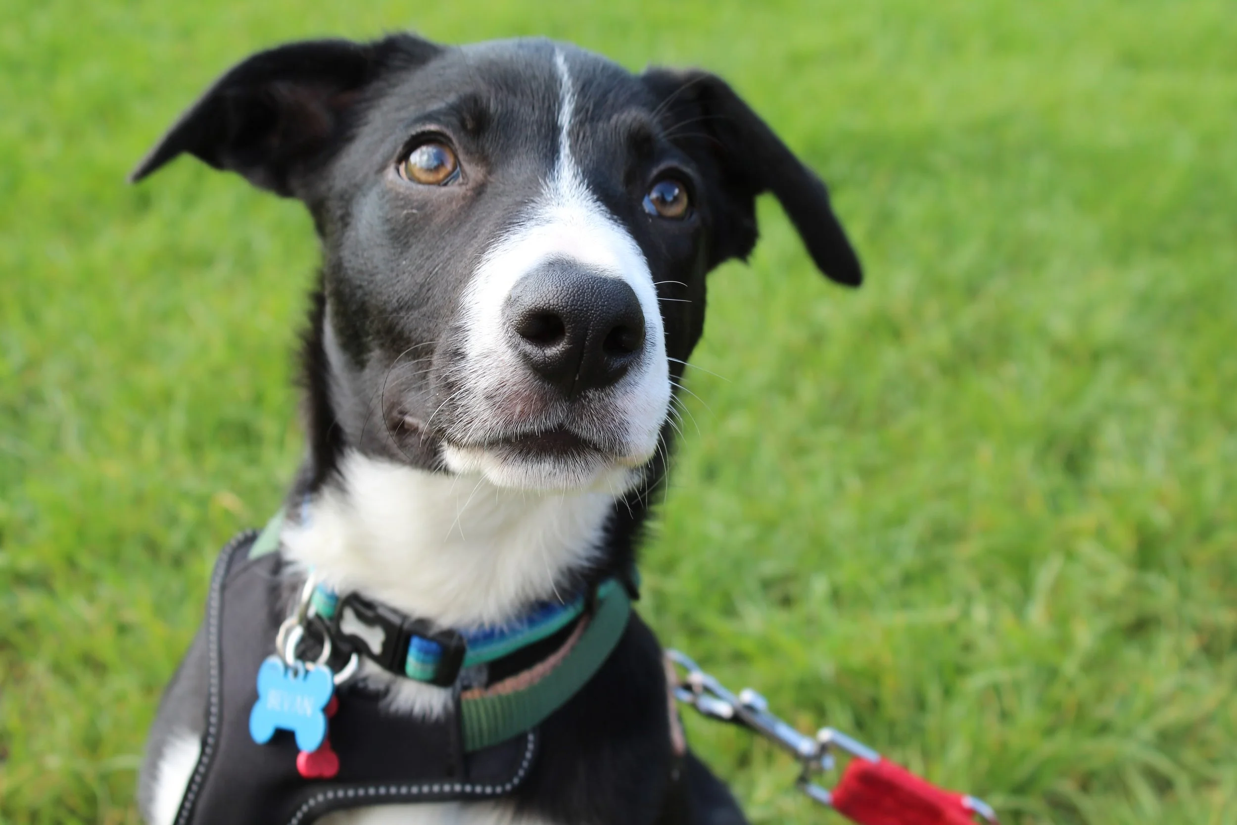Close-up of a black and white dog with a green collar and a blue tag, sitting on grass.
