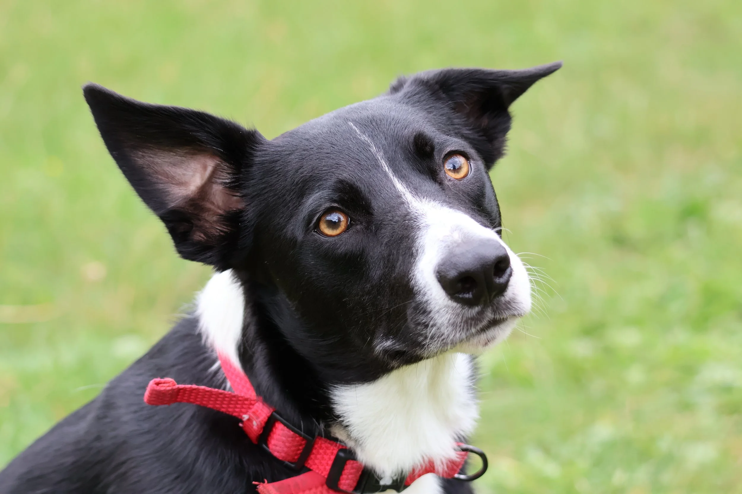 Close-up of a black and white dog with brown eyes and large ears wearing a red collar, outdoors on grass.