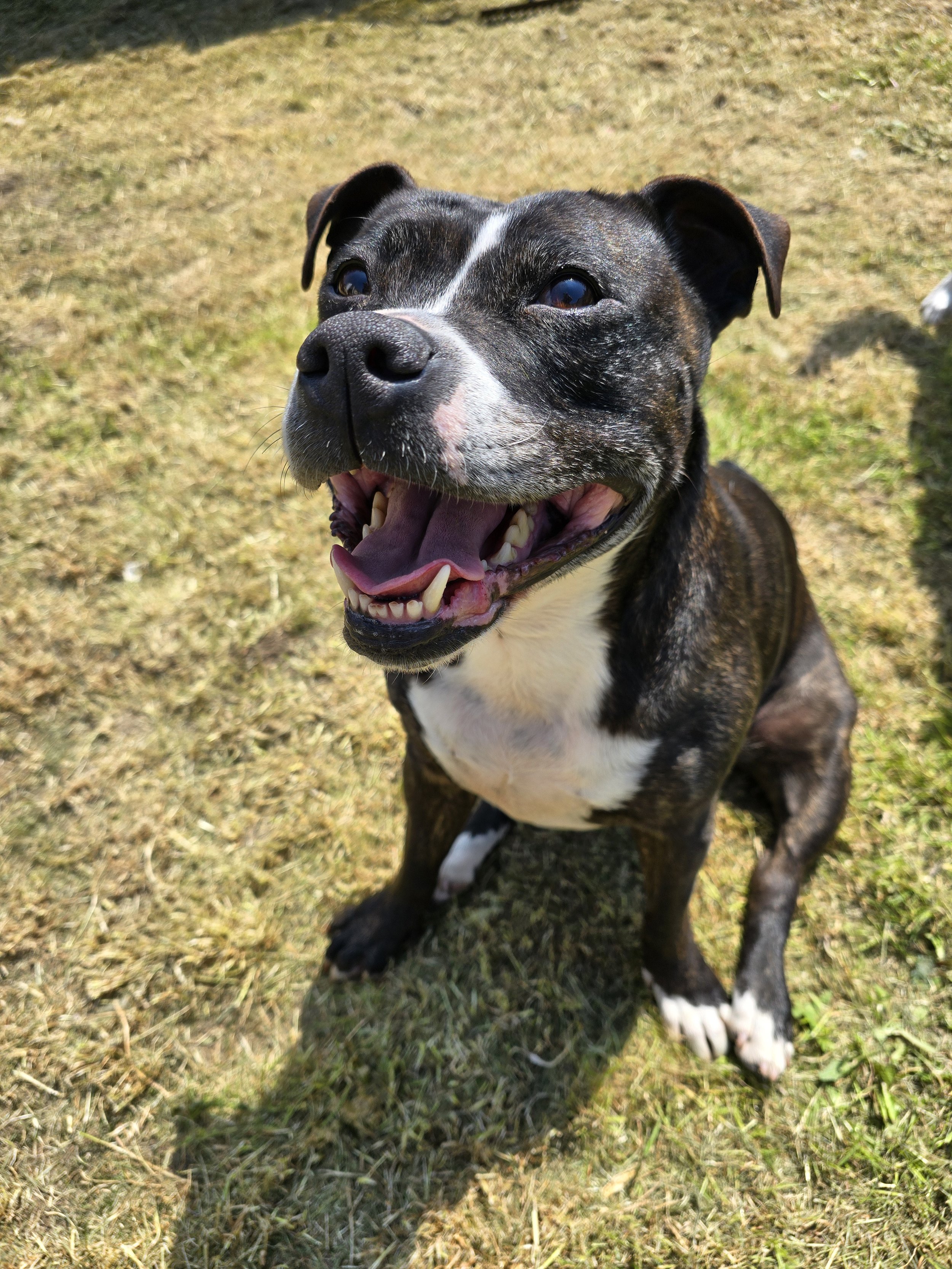 A happy brindle and white dog sitting on grass with a joyful expression and an open mouth.