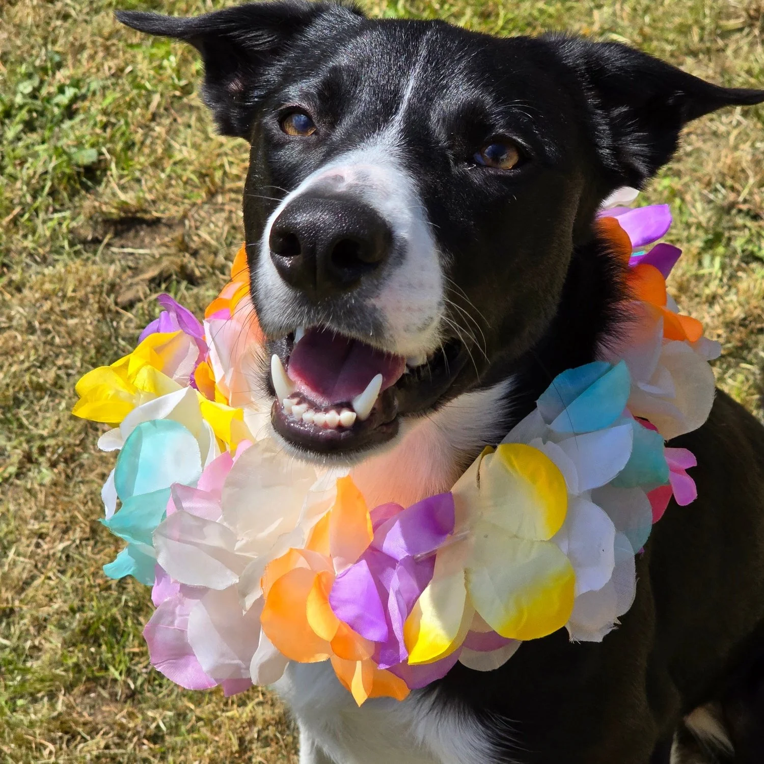A black and white dog wearing a colorful flower lei around its neck, outdoors on grass.