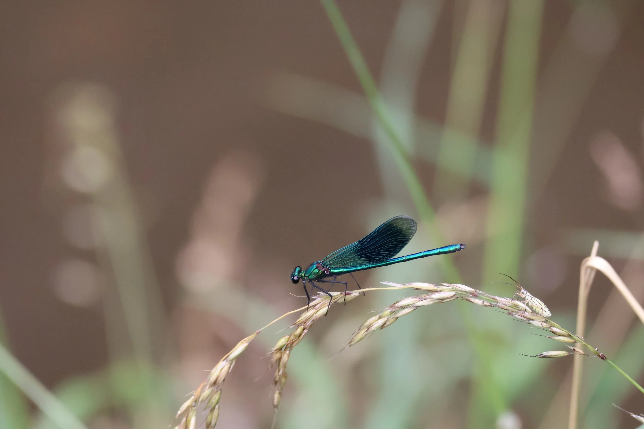 A blue dragonfly perched on a thin, curved grass stalk with blurred grass and foliage in the background.