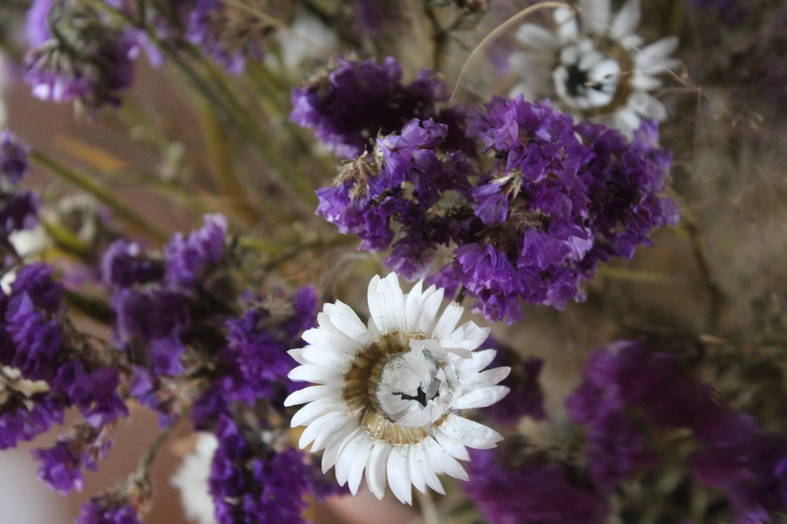 Close-up of dried purple and white flowers with a small fly on the white flower.