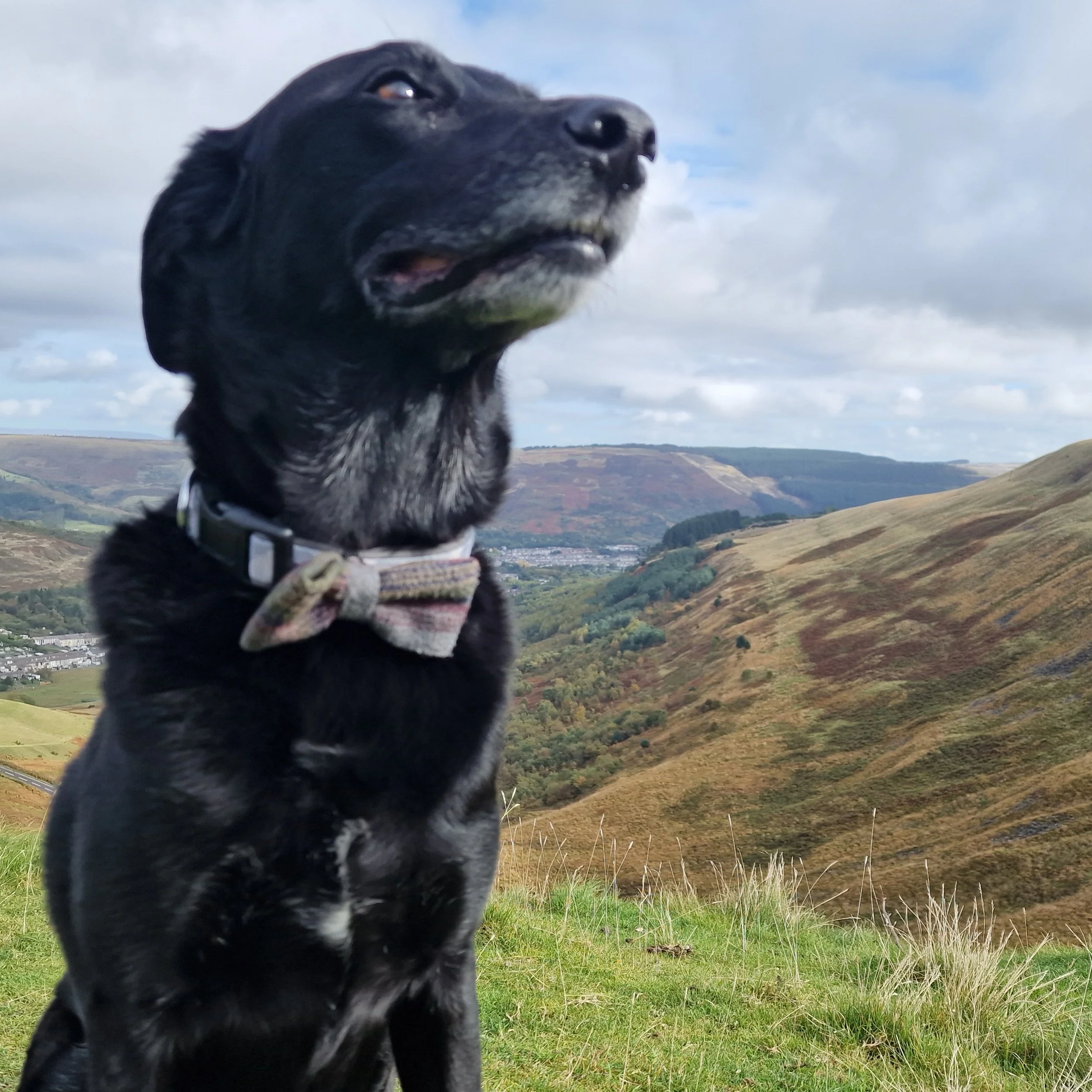 A black dog wearing a plaid bow tie and collar, sitting outdoors in a grassy area with rolling hills and a partly cloudy sky in the background.