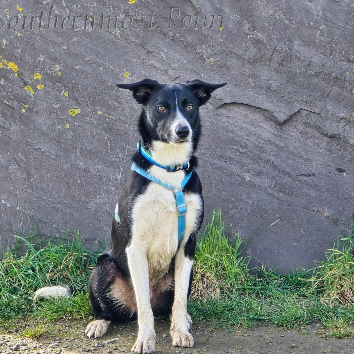 A black and white dog sitting in front of a rock wall with the inscription 'Pautheternamosst Poin' carved into it. The dog has a blue harness and collar, with grass and dirt at its feet.