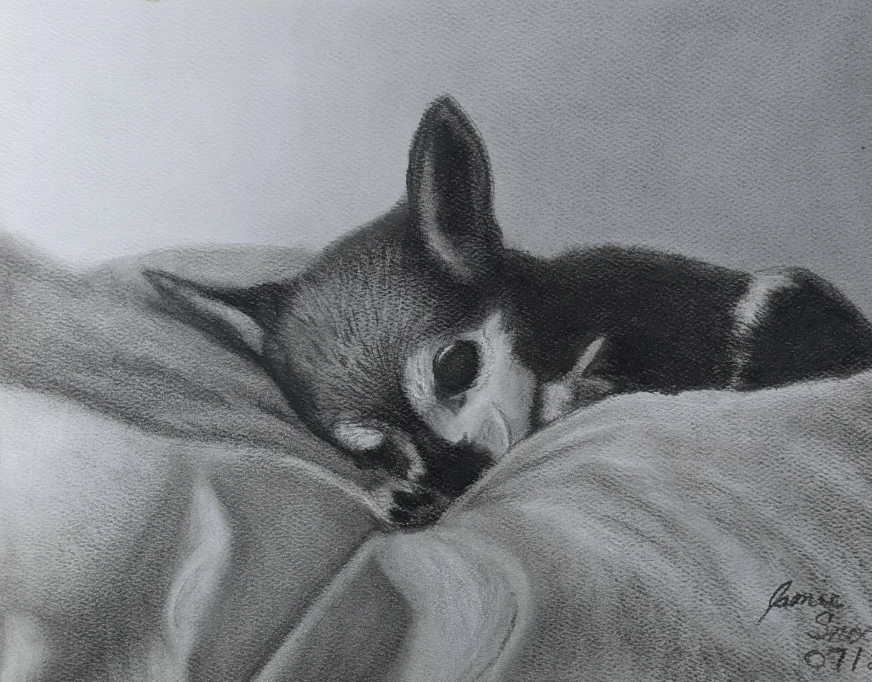 A black and white drawing of a Chihuahua dog sleeping on a soft surface.