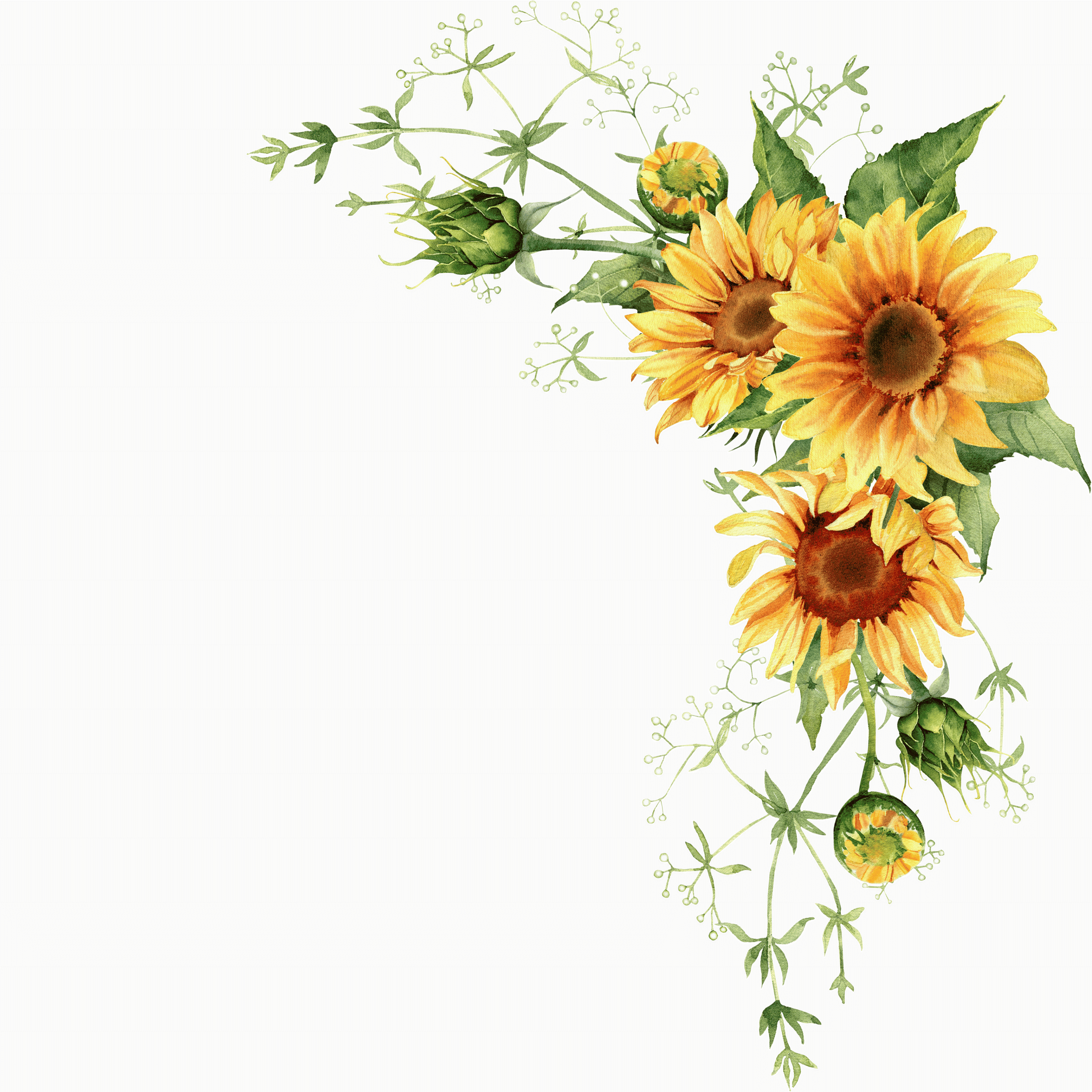 Un arrangement de tournesols jaunes avec des feuilles vertes sur un fond gris foncé