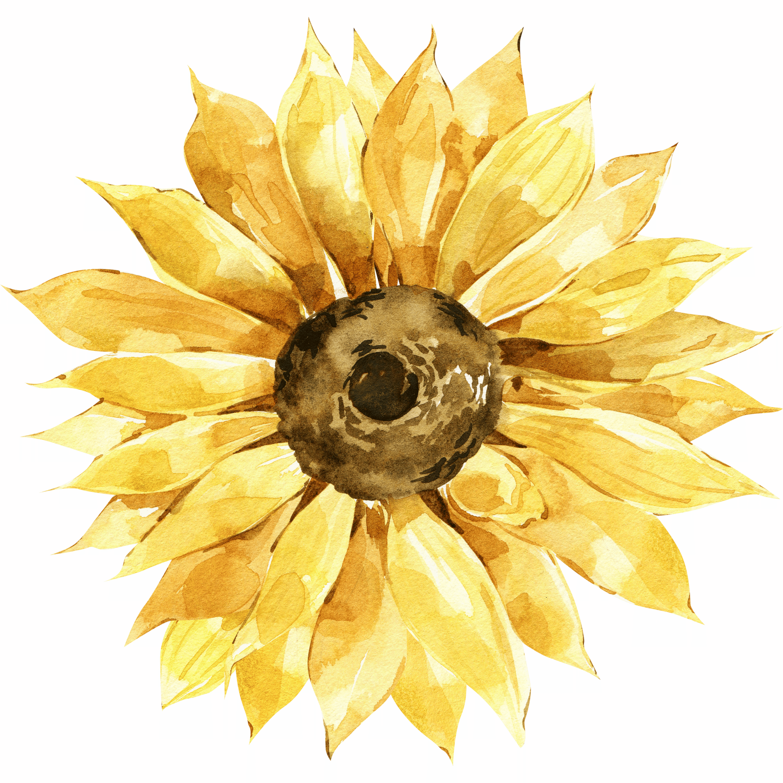 Tournesol avec un centre foncé et des pétales jaunes, sur fond rose vif.