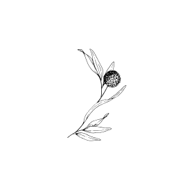 Black and white sketch of a flower with long, curved leaves and a round, textured bloom.