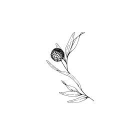 A black and white line drawing of a flowering plant with leaves and a flower bud.