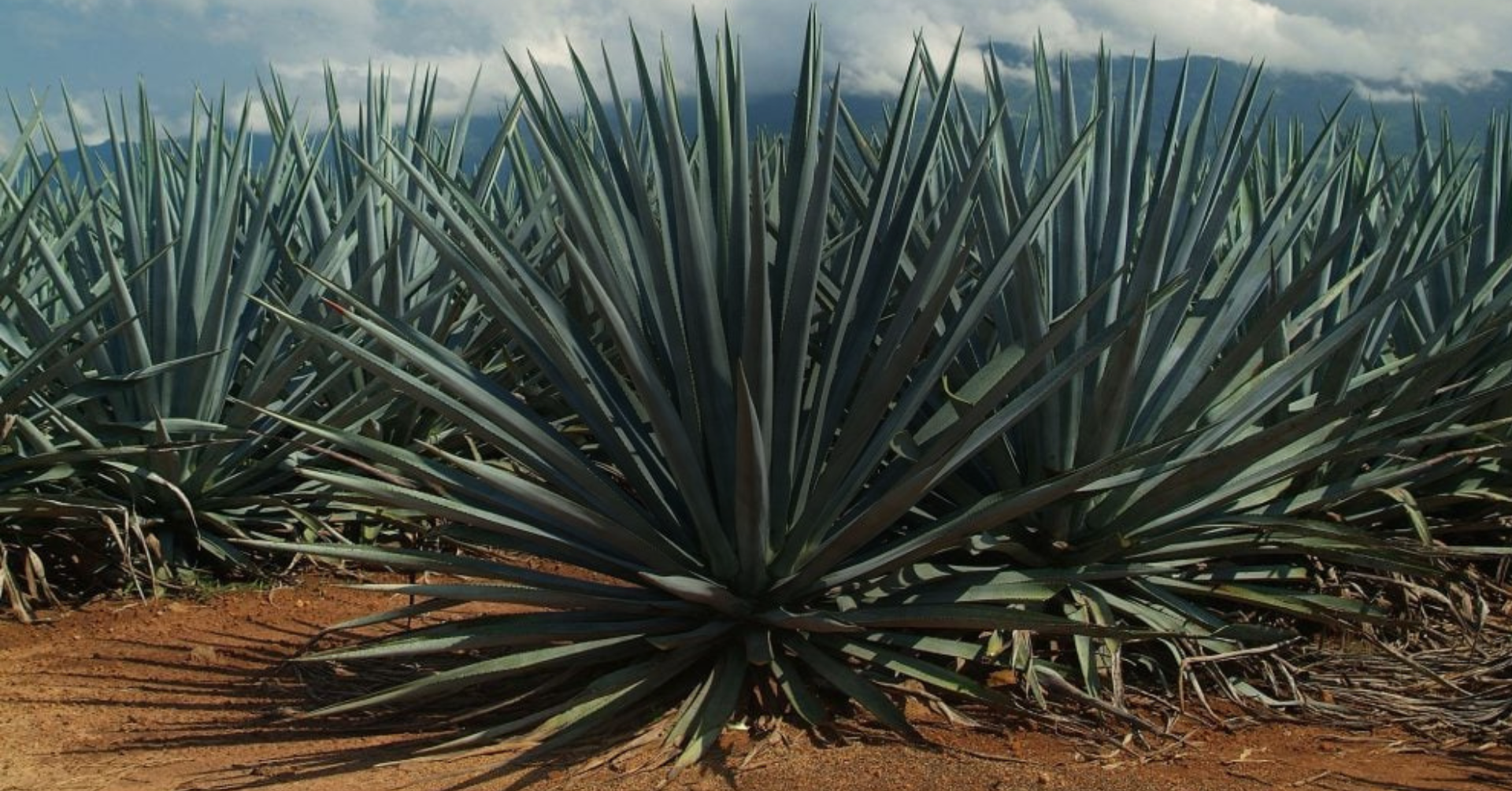 Expressions of Agave