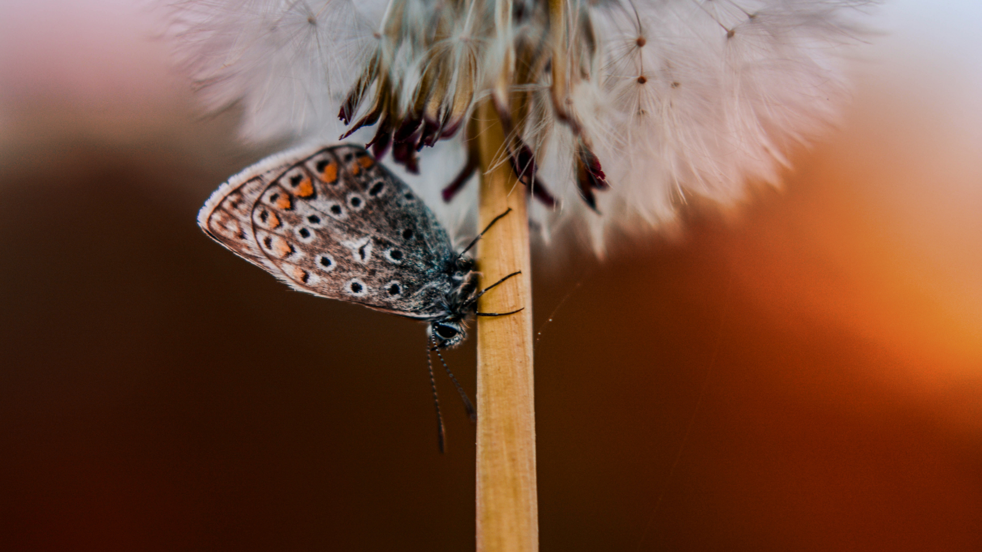 Butterfly perched on dandelion