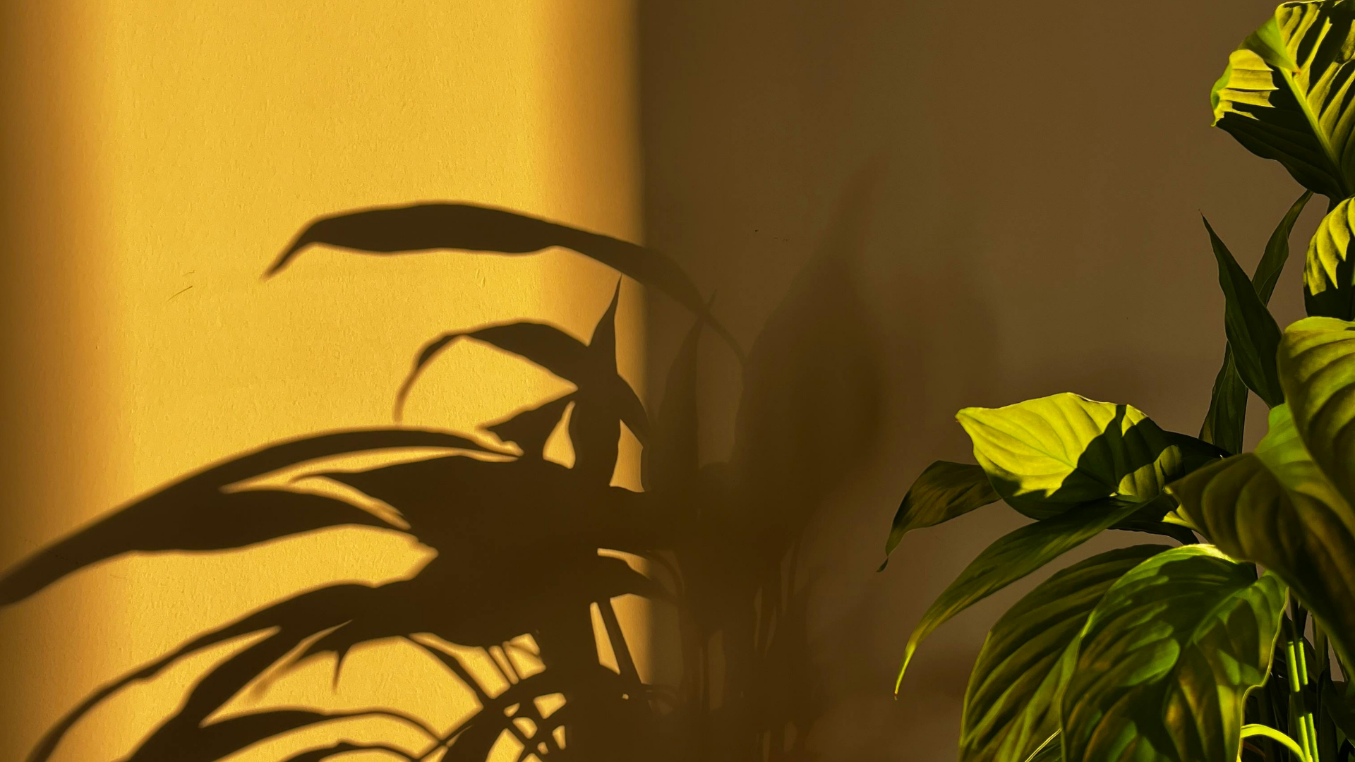 plant and shadow cast on wall