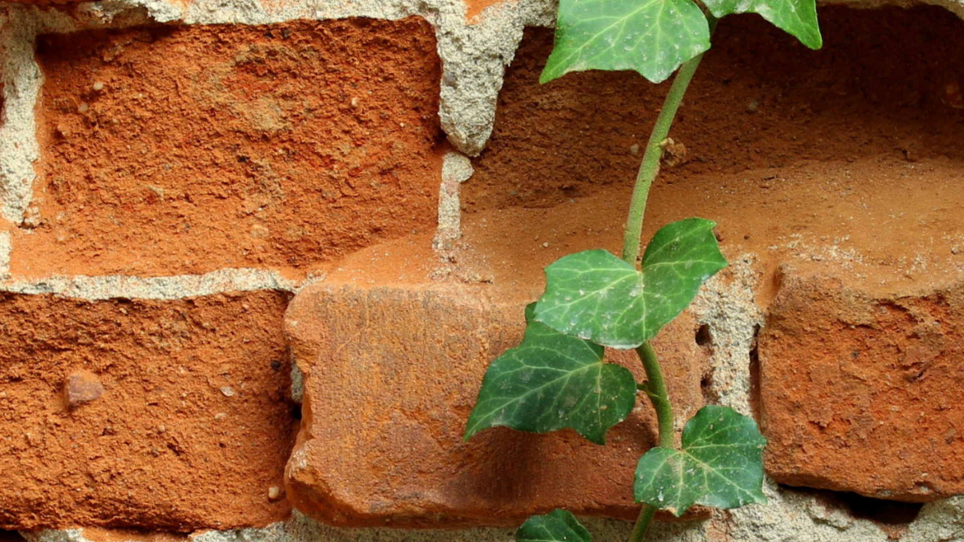 vine hanging over bricks