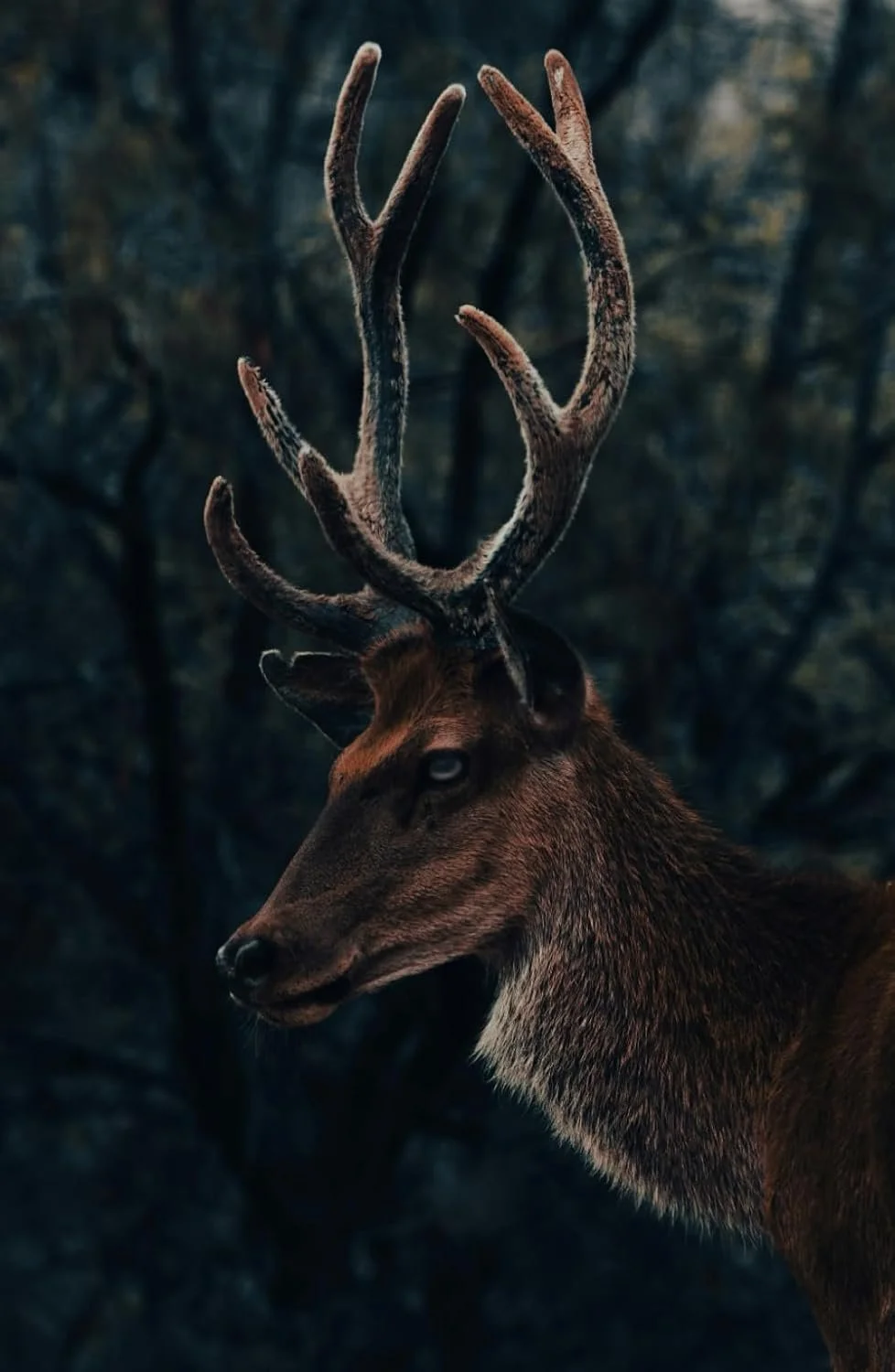 Antlers (Hardcover)