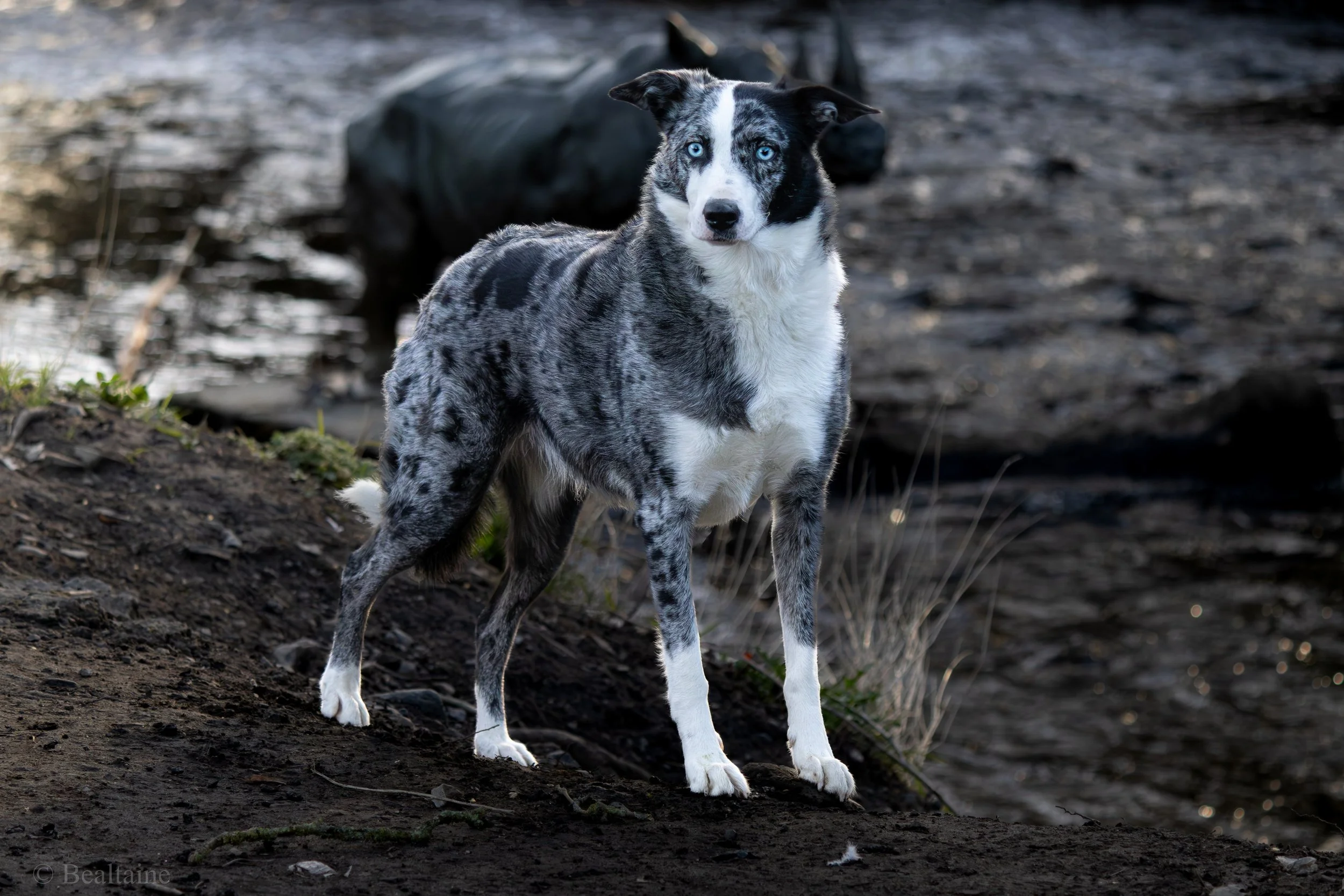 A merle Australian shepherd with blue eyes standing outdoors on dirt with water and rocks in the background.