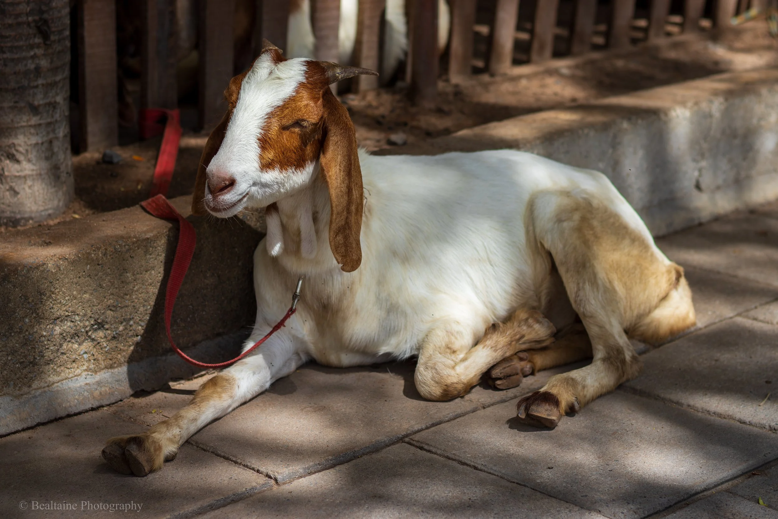 A goat lying on a concrete sidewalk near a wooden fence, with its eyes closed and ears hanging down.