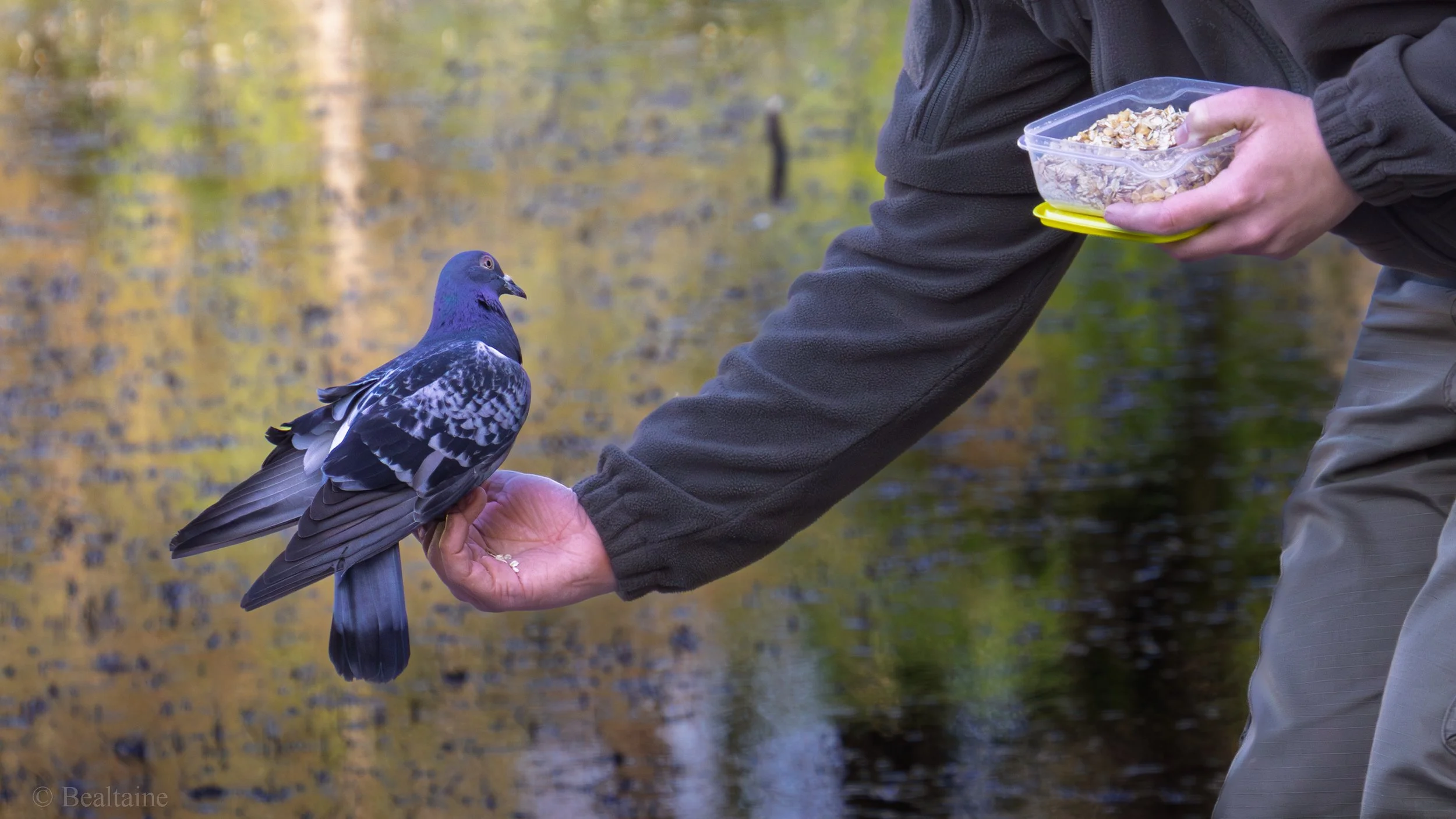 A person feeding a pigeon perched on their hand near a body of water with trees in the background.