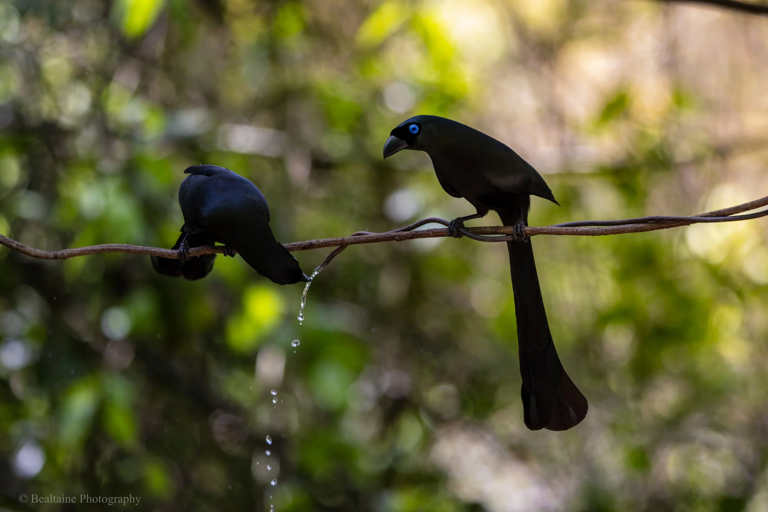 Two black birds with bright blue eyes perched on a branch in a lush green forest. One bird is drinking water from droplets hanging from the branch.