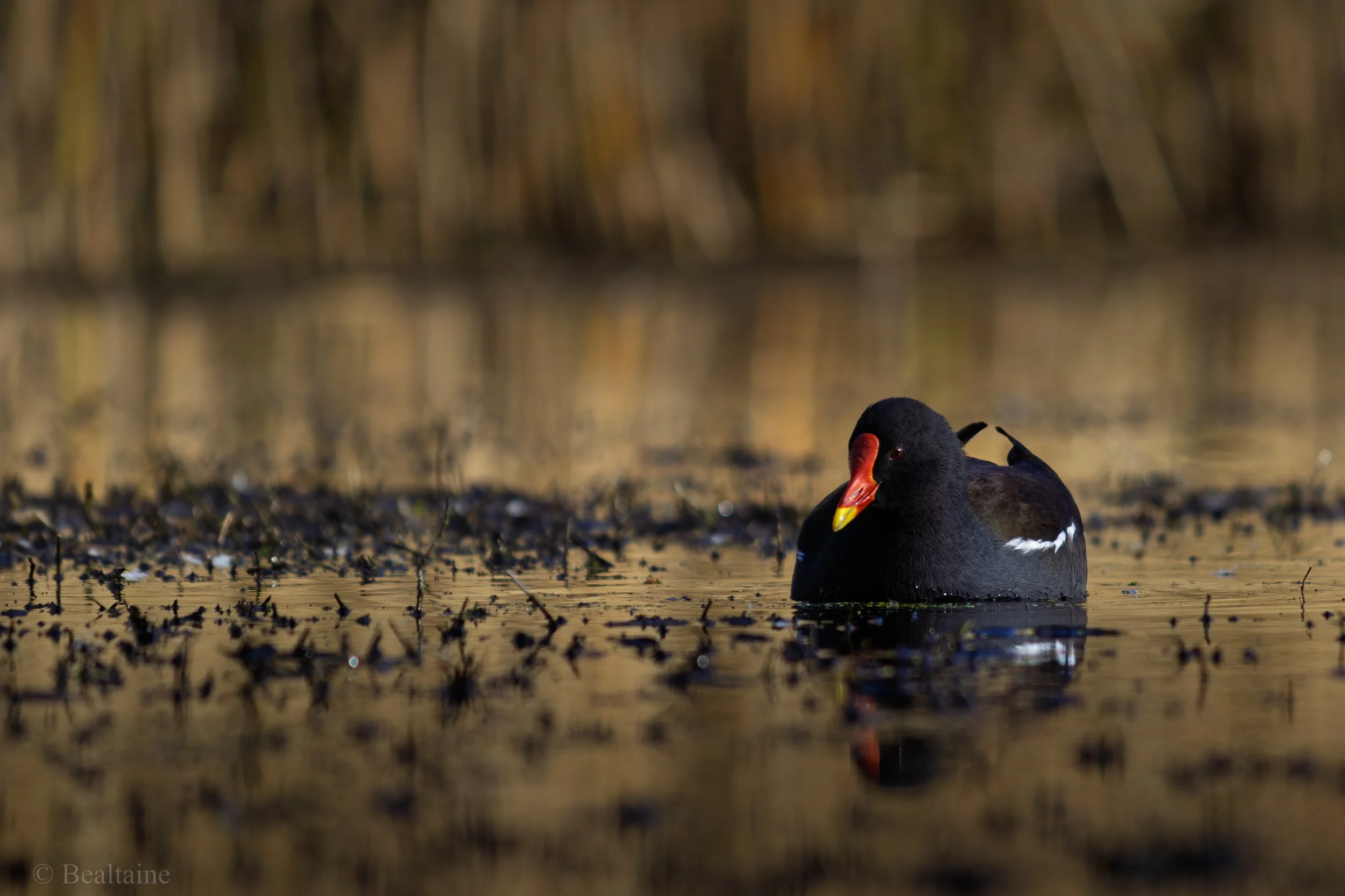 A black waterfowl with a bright orange beak swimming in a calm body of water with a blurred background of tall grass or reeds.