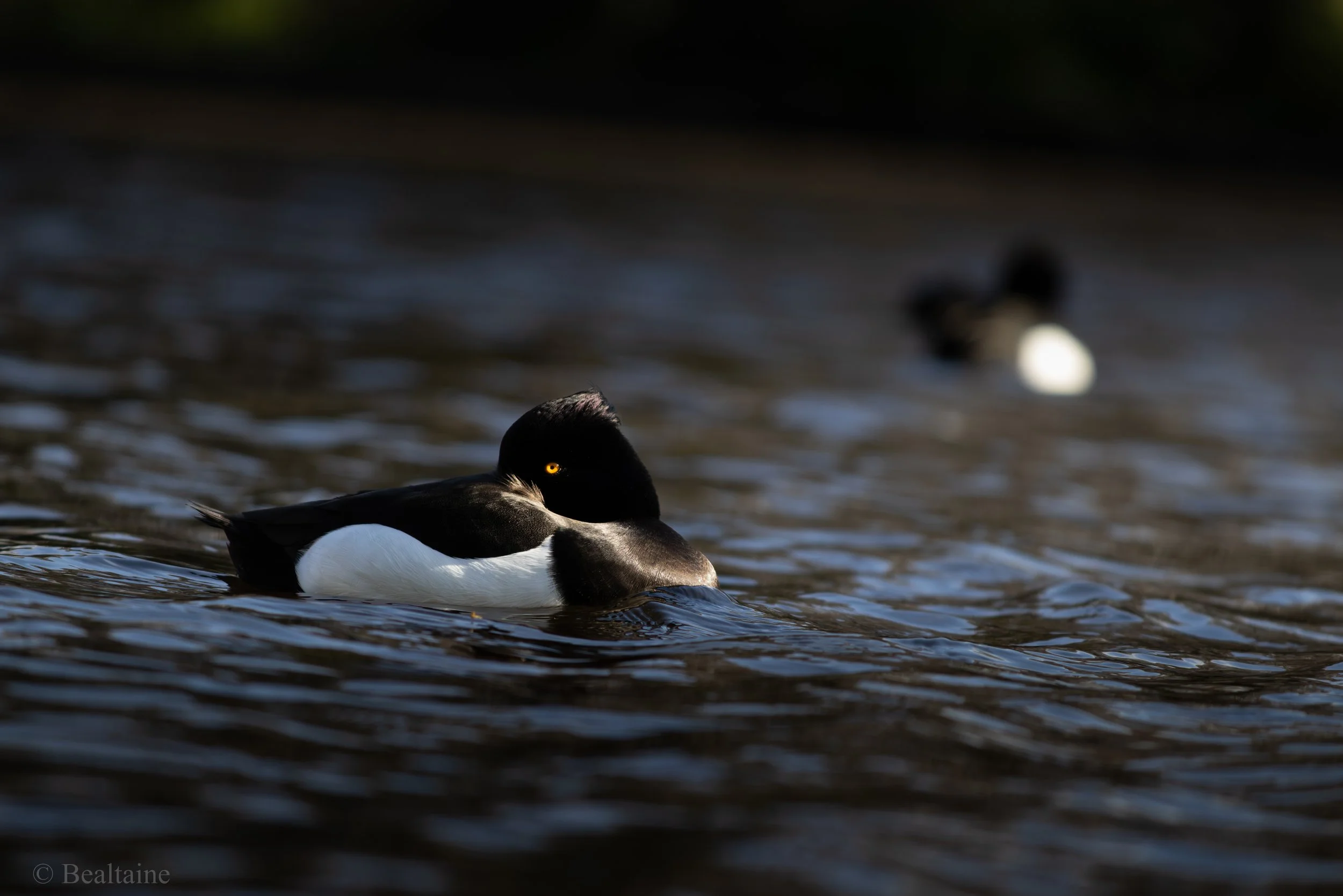 A black and white duck with a yellow eye swimming in dark water, with another duck blurred in the background.
