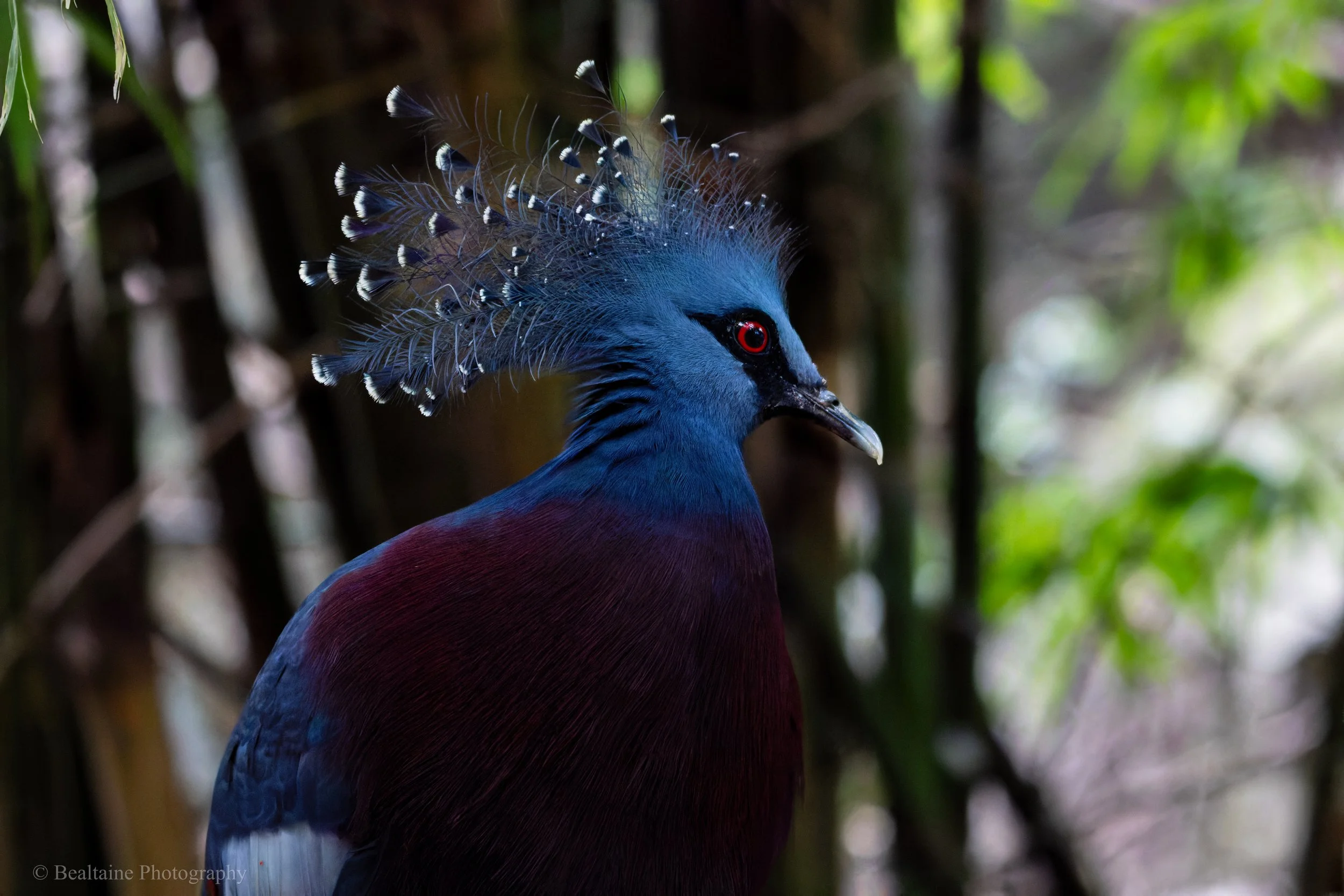 A colorful bird, likely a peacock or bird of similar vibrant plumage, with bright red eyes and intricate feather details, standing in a natural green setting.
