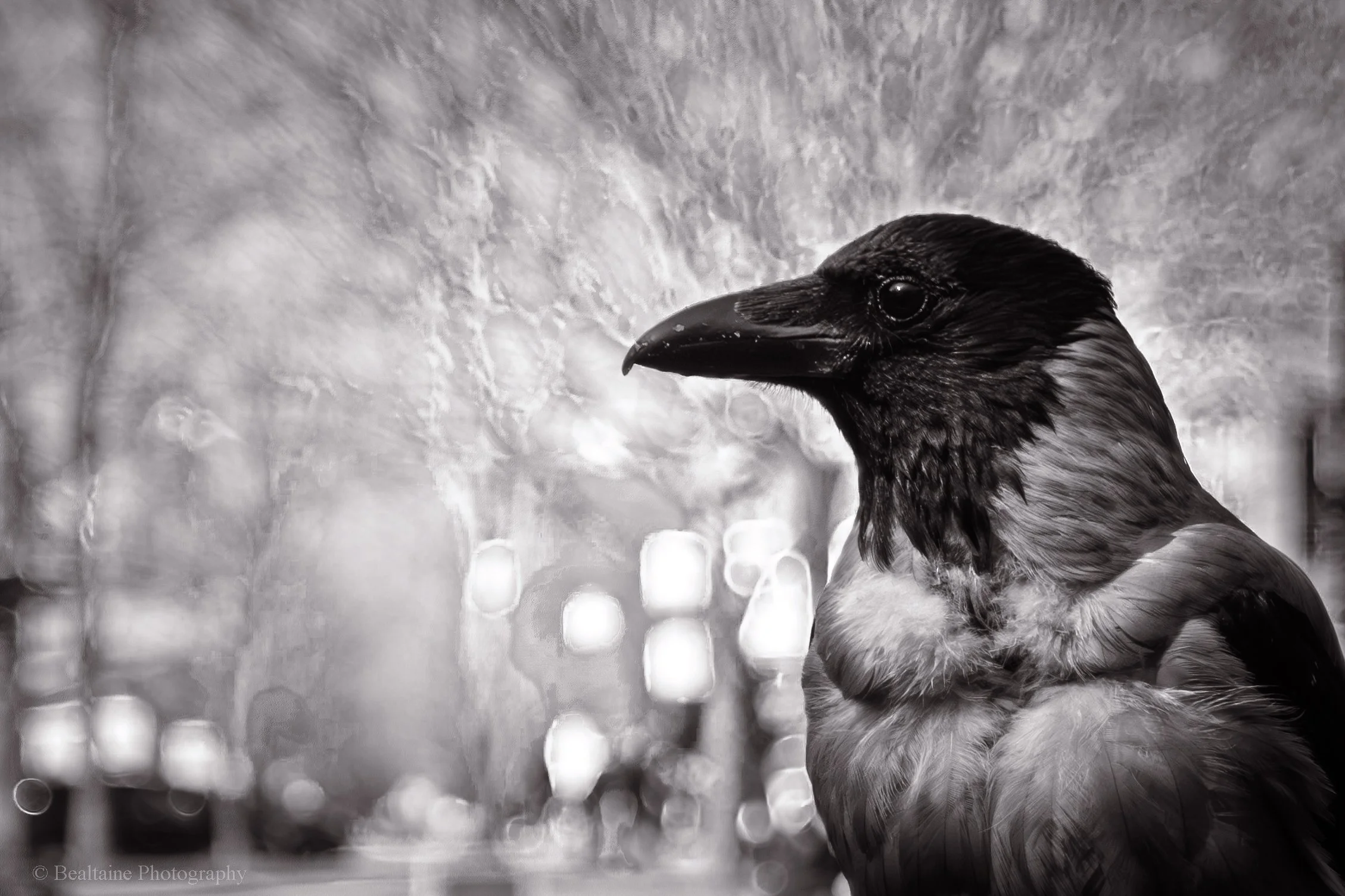 Close-up of a bird, with a black beak and dark feathers, against a blurred, reflective background.