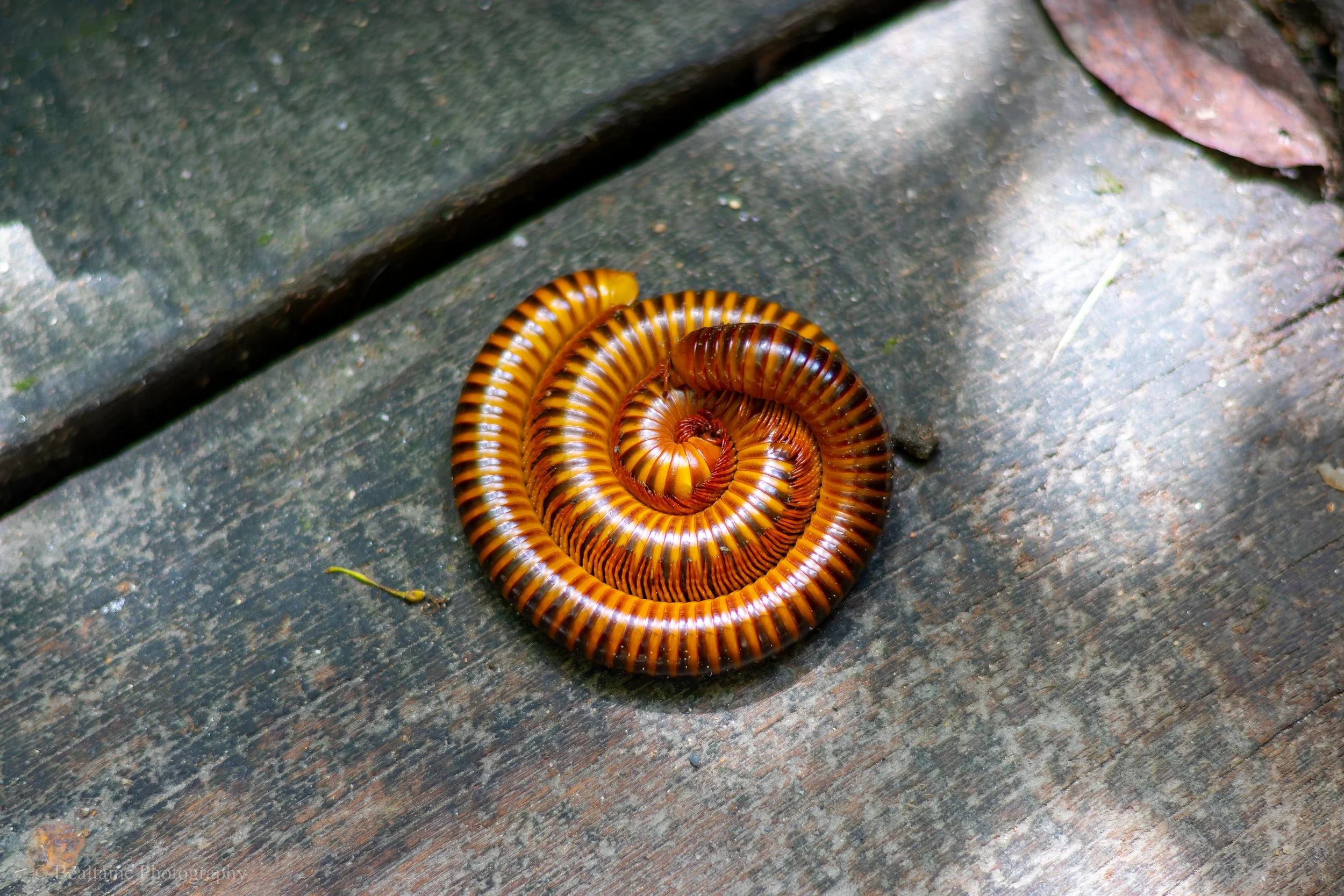 A coiled millipede with orange and black stripes on a stone surface.